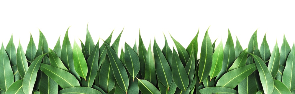 Grass Footer